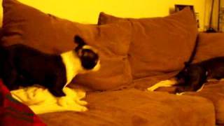 Boston Terriers Puppy Barking 4 months old [upl. by Ailaza942]