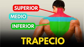 4 EJERCICIOS DE TRAPECIO QUE DEBES HACER [upl. by Aldric656]