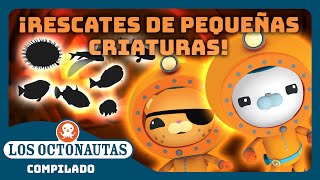 Los Octonautas  🐡 ¡Rescates de pequeñas criaturas 🪸  Episodios Completos  Compilado [upl. by Willock]