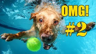 🐶 Grappige Honden Filmpjes OMG  Compilatie Deel 2 [upl. by Annay]