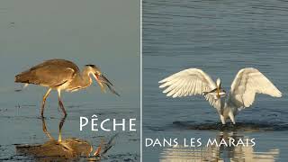 Pêche et vol  Héron Aigrette Spatule Fishing and flying Heron Egret Spoonbill [upl. by Ennaeirrac]