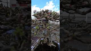 INFORMAL UPRIGHT KAMUNING BILOG SUPER SA TWIGS bonsai garden shortvideo bonsaitree shorts [upl. by Fauch]