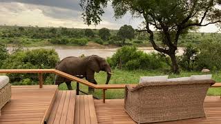 Elephant Walking Past Ukuthula House [upl. by Marcia]