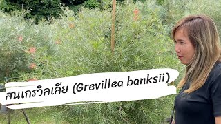 สนเกรวิลเลีย Grevillea banksii แถม สนฉัตรแก้วเจ้าจอมหมากเหลืองต้นกระดาษ บ้านดงบัง ปราจีนบุรี [upl. by Gathard257]