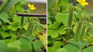 Ballistic seed ejection in an Oxalis corniculata pod looks mesmerizing shorts [upl. by Easton]