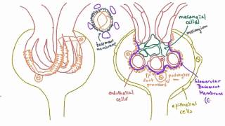 Glomerular Basement Membrane GBM  Anatomy [upl. by Emiline603]