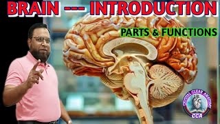 BRAIN  INTRODUCTION । ANATOMY OF BRAIN। PARTS amp FUNCTIONS OF BRAIN [upl. by Tolmach]