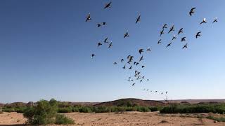 Namaqua Sandgrouse Pterocles namaqua huge flock [upl. by Cigam]