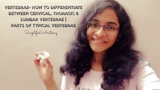 VERTEBRAE  PARTS amp DIFFERENTIATION  ANATOMY  SIMPLIFIED ✔ [upl. by Ssitnerp213]