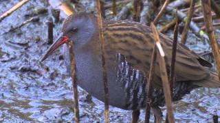 Water Rail  Rallus aquaticus [upl. by Ellirehs]