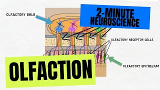 2Minute Neuroscience Olfaction [upl. by Tisdale332]