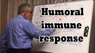 Humoral immune response [upl. by Johnstone]