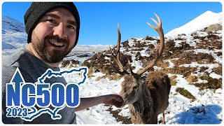 Meeting a Wild Deer at Torridon Mountains – NC500 [upl. by Alasteir]