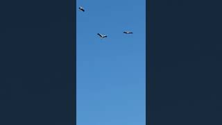 Storks ❤🙌🏽☀️ Storks in Schkopau Germany SaxonyAnhalt [upl. by Netnerb]