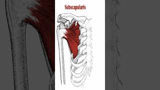 Anatomy Subscapularis Muscle Shorts [upl. by Iahk427]