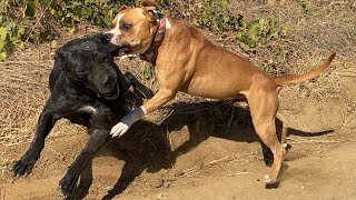 CANE CORSO VS AMERİKAN STAFF  THOR YİNE YAPTI YAPACAĞINI [upl. by Lluj]