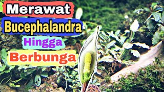 Bucephalandra Cara Memelihara Merawat sampai Berbunga Pemula Aquascape Wajib Punya [upl. by Catriona]