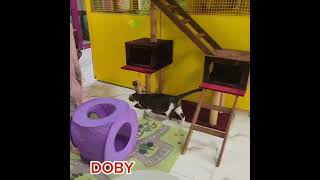 Doby at PetsOasisArcadia [upl. by Silsby857]