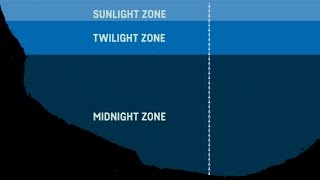 What Are The Sea Zones Explaining Deep Sea Exploration  Behind the News [upl. by Axela266]