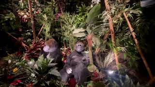 RAINFOREST CAFE NIAGARA CITY  CANADA 🍁 [upl. by Ahgem808]