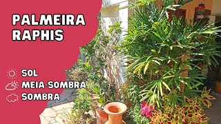 Como cultivar a Palmeira RAPHIS ou RÁFIA sol meiasombra e sombra [upl. by Froemming65]