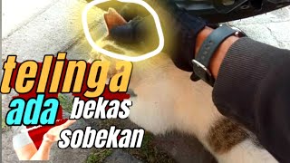 KASIH MAKAN INDUK DAN ANAK KUCING HAMPIR BERANTEM [upl. by Fortin]