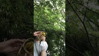 carol brass mini pocket trumpet [upl. by Eellehs]