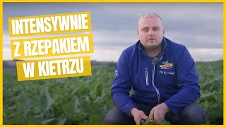 W Kietrzu rzepak DK Excited prowadzony na wysoki plon [upl. by Cyrie]