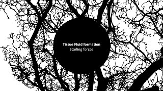 Tissue Fluid 1 Starling forces [upl. by Franklyn]