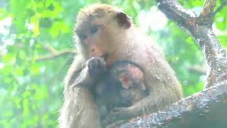 Oh Terrible Nobody Help the Newborn Monkey During Heavy Raining [upl. by Gray]