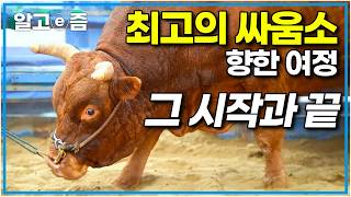 “최강 소를 가린다” 소싸움 왕중왕전을 위해 산도 타고 한약도 먹는 소들｜빅데이｜알고e즘 [upl. by Intirb]