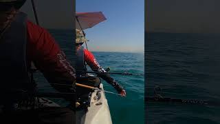 Safest Kayak Hobie Outback  Toothy fish [upl. by Lletnuahs]