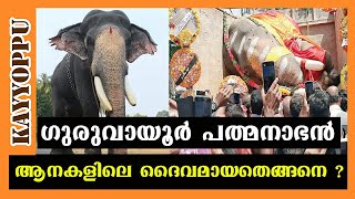 ഗുരുവായൂർ പദ്മനാഭന്റെ കഥ  guruvayoor padmanabhan elephant  malayalam kerala  kayyoppu [upl. by Ahsenor]