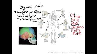 Dr Benaduce Condyloid Ellipsoid Synovial Joint Joints Lecture [upl. by Olyhs]