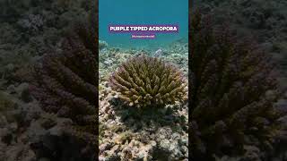 Wild tricolourbonsai purple tipped Acropora coral shorts ocean nature coral aquarium acro [upl. by Laira97]