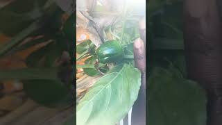 Nursing Sweet Peppers through the fall gardening garden planting plants pepper newyork [upl. by Eluj]