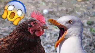 SEAGULL vs HEN ► EPIC fight 🐦🆚🐔 GAVIOTA contra GALLINA ► ¡Batalla ÉPICA [upl. by Darrin]