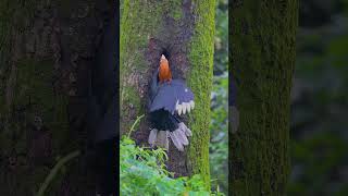 A Rofous necked male hornbill feeding the female alanwalker amazon youtubeshorts alaska [upl. by Erot]