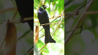 Haircrested drongoBird birds dontpushonmepart2 25october aerialphotography peacock howtohandl [upl. by Schecter709]