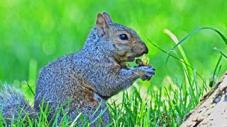 Sciurus carolinensis EASTERN GRAY SQUIRRELS feast on cicadas9088791 [upl. by Redmer]