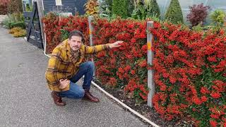 Pyracantha Red Star hedge [upl. by Wiseman]