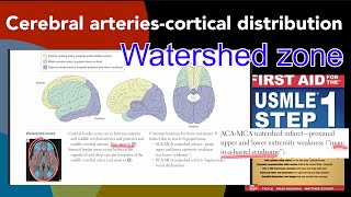 Cerebral arteriescortical distribution Watershed zone in HindiUrdu by first aid for USMLE step 1 [upl. by Assed]