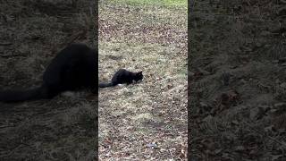 Play catch 🐈‍⬛🐀 cat kitten rodent rat [upl. by Akimal10]