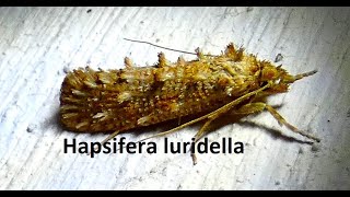 Hapsifera luridella by Theo [upl. by Orhtej733]