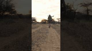 Hunting in Africa for the first time in 3 years… namibia africa hunting bowhunting [upl. by Aicinad736]