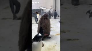 This baby penguin named Pesto is huge 😂 [upl. by Nitsid]