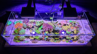 What’s Happening in the 40 Gallon Shallow Reef Tank [upl. by Melonie]