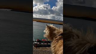 Cairn Terrier dog gets to see his first dolphin [upl. by Nylhtiak754]