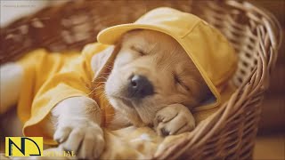 20 HOURS of Dog Calming Sleep Music🐶💖Anti Separation Anxiety Relief🦮🎵 Dog Soothing Music⭐NadanMusic [upl. by Blunk160]