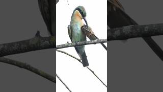 Blue Tailed Bee Eater beeeater birdwatching birding malaysia [upl. by Eenor703]